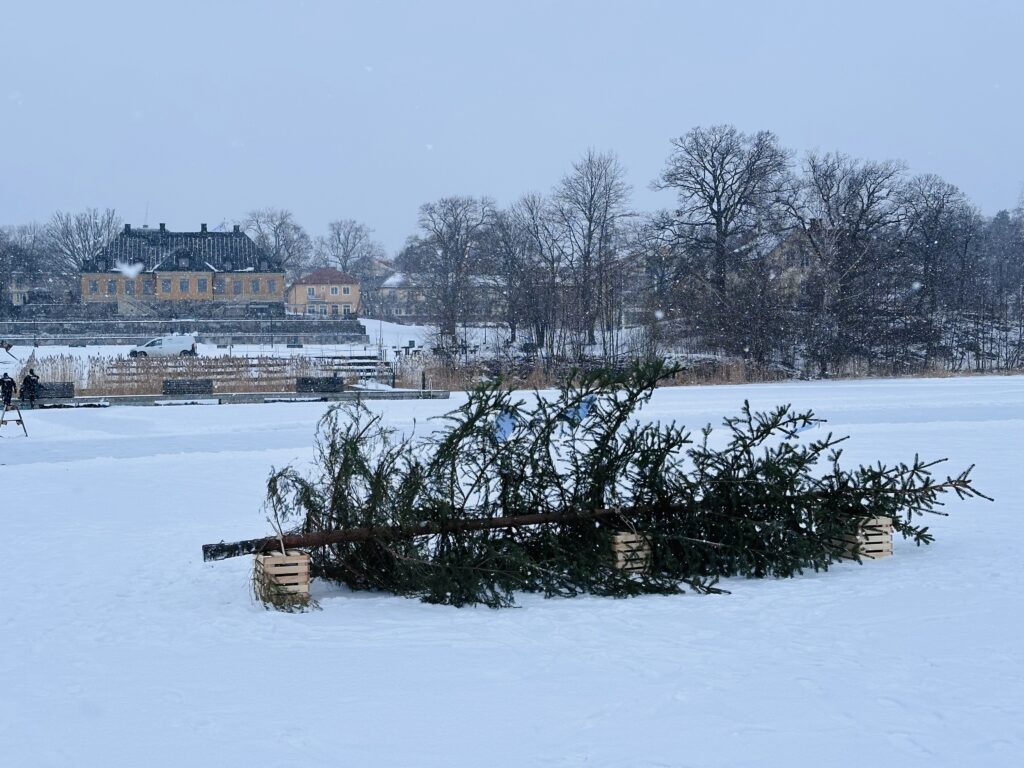 Gran på snötäckt is, framför Kristinahuset.